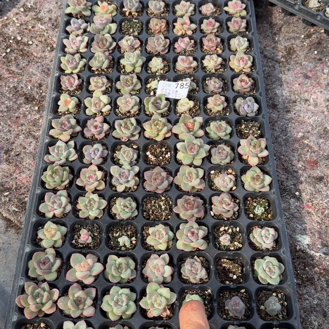 如图785播种麦芽糖一盘不售后