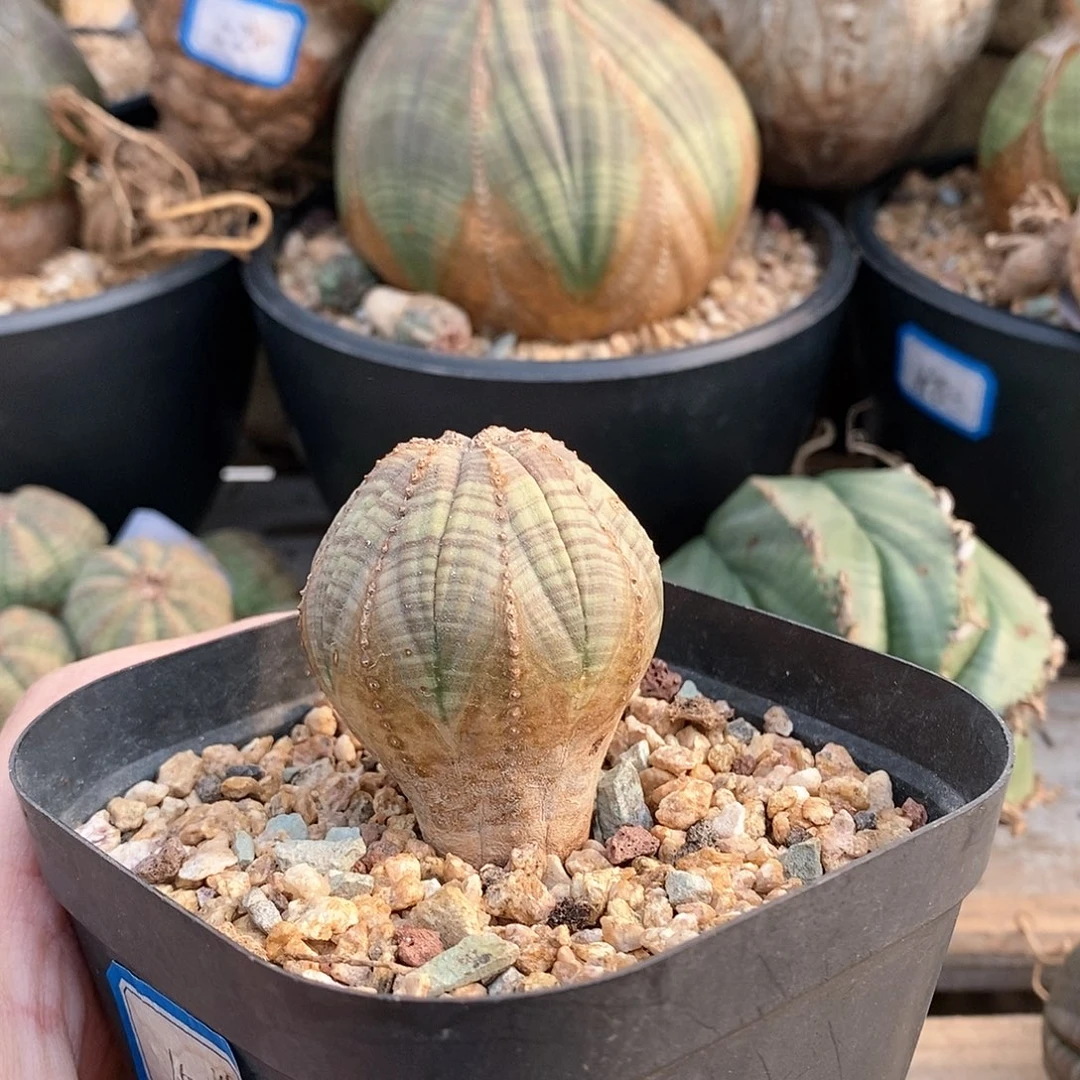 欧系实生布纹球多肉植物