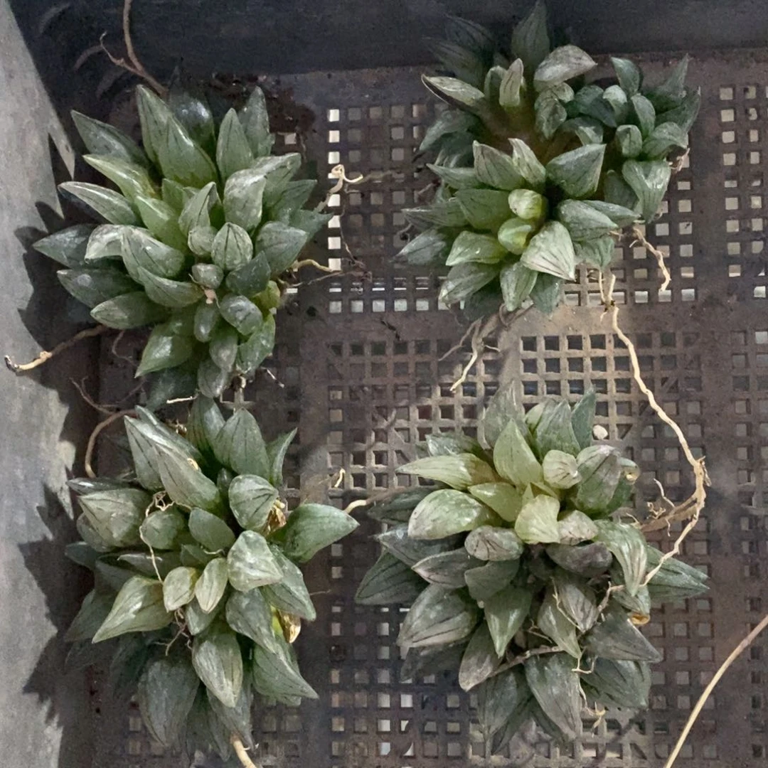 2608 一颗大双头西瓜寿 超级福利