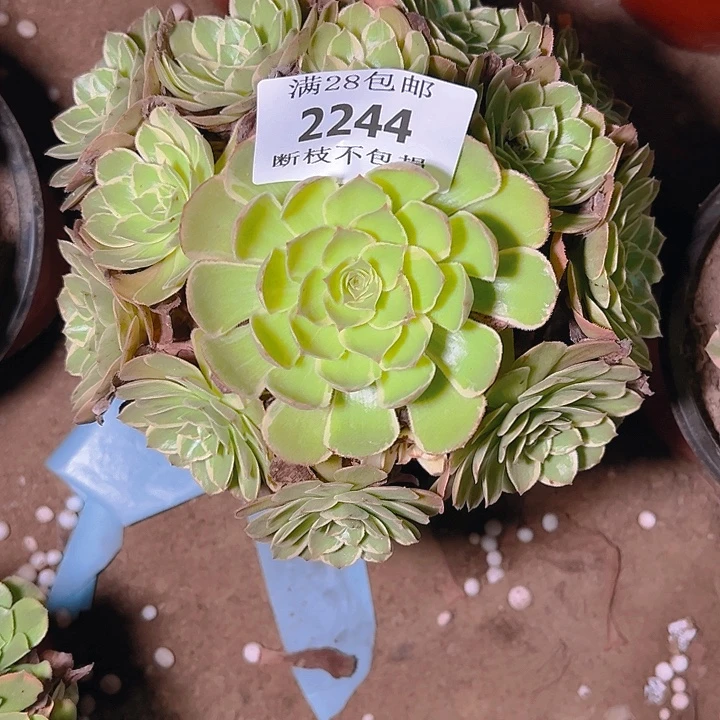 2244莲花座多肉植物保护