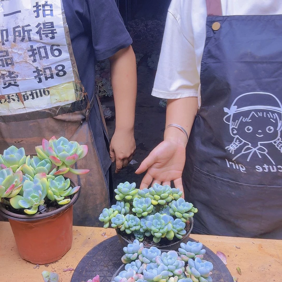 两盆劳尔一物一拍