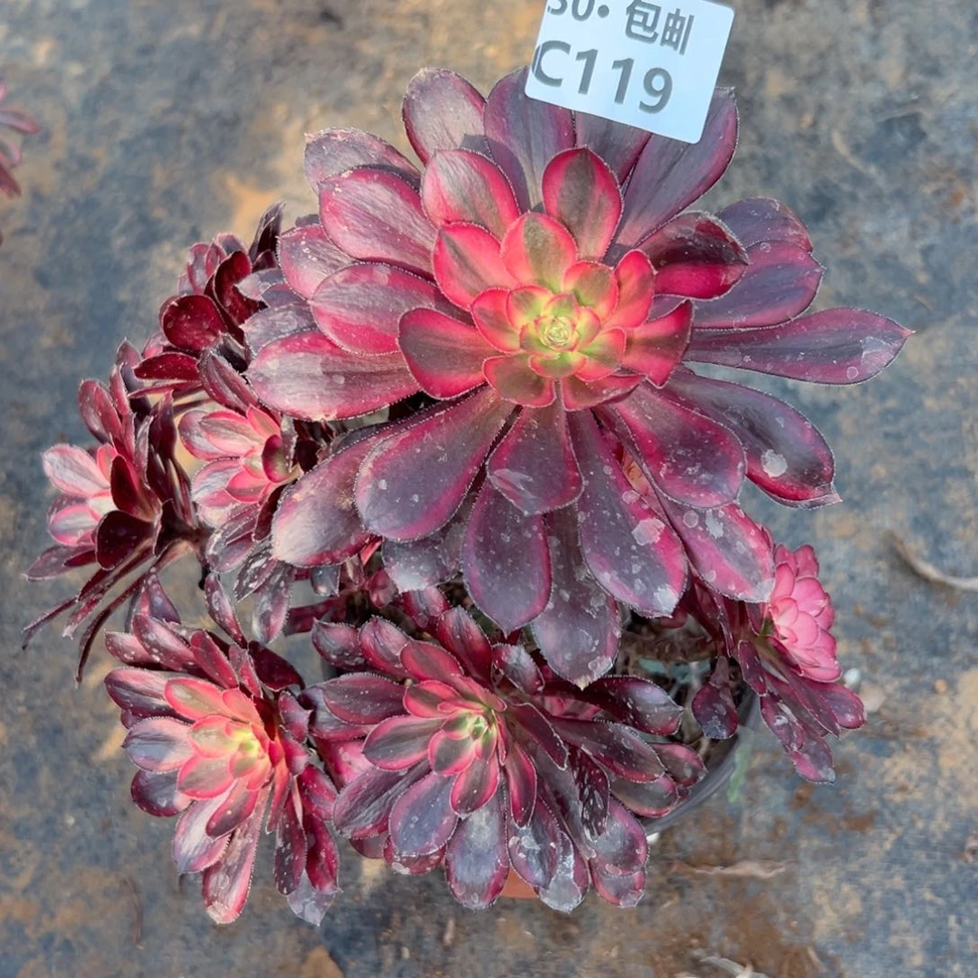 笑119 多肉法师香奈儿