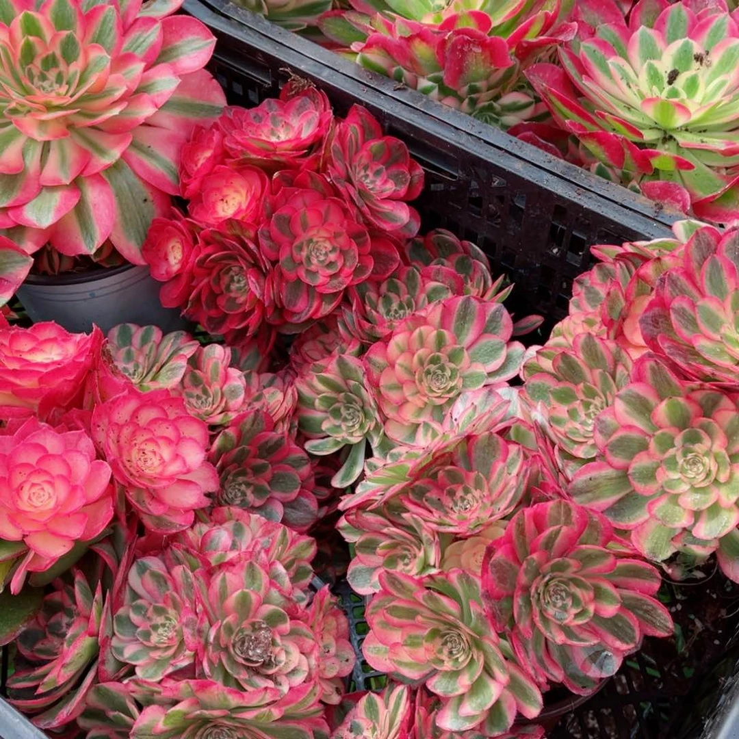 荔枝小号量拍多肉法师