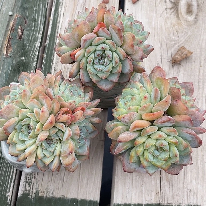 三盆冰魄多肉植物