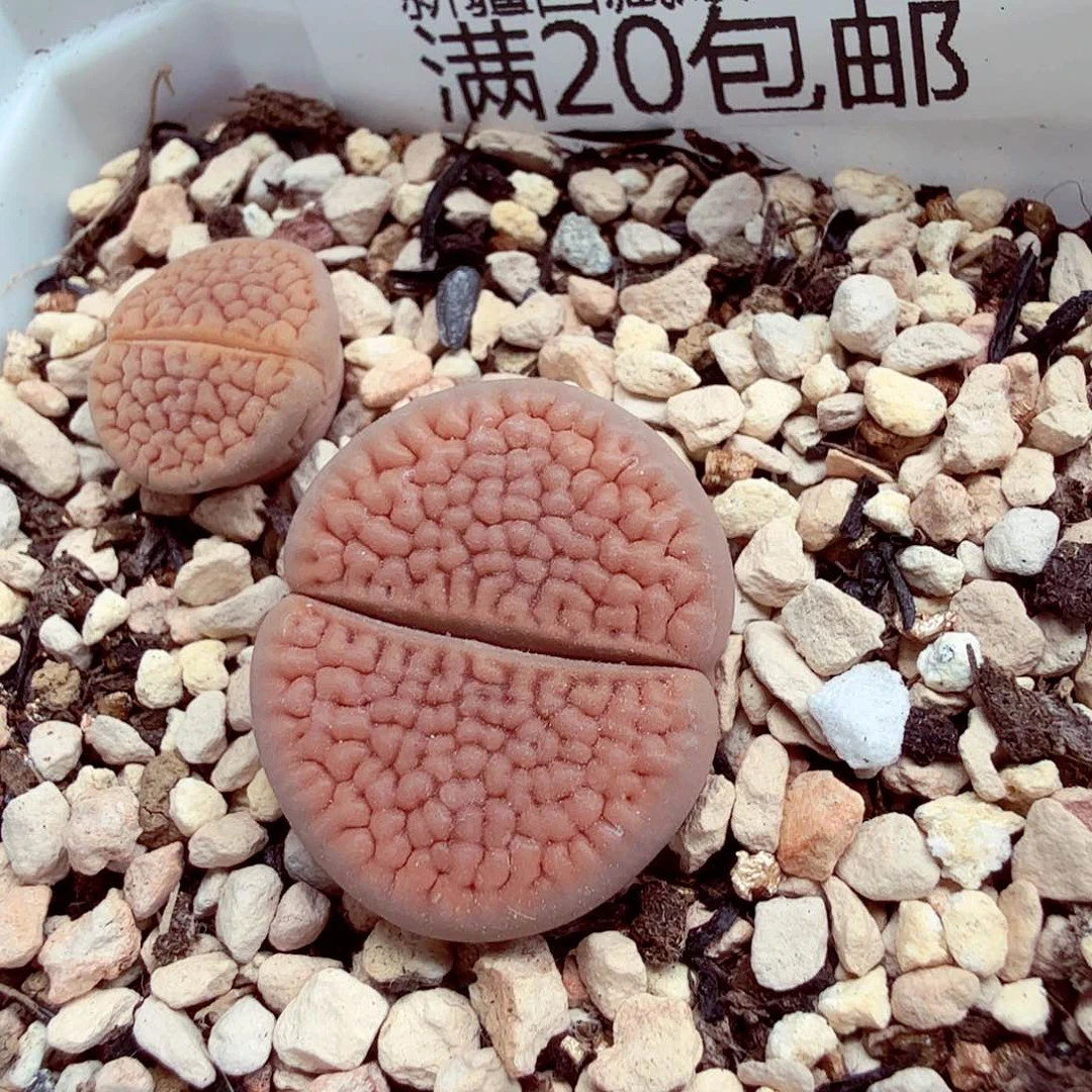 有***·我们一起看电视呢哈哈不错哟482