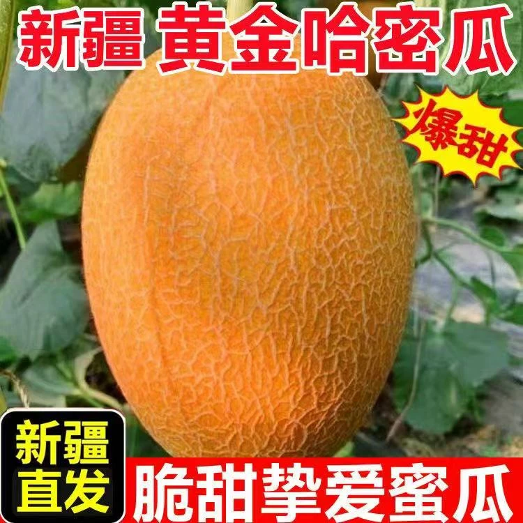 正宗新疆原产地直发脆甜金色年华哈密瓜现摘现发当季新鲜水果甜瓜