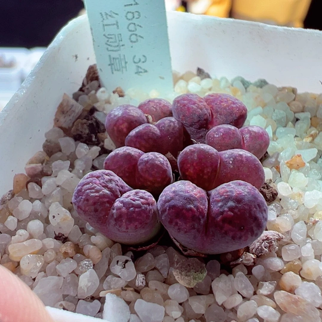 723-665多肉多肉勋章34紫勋章