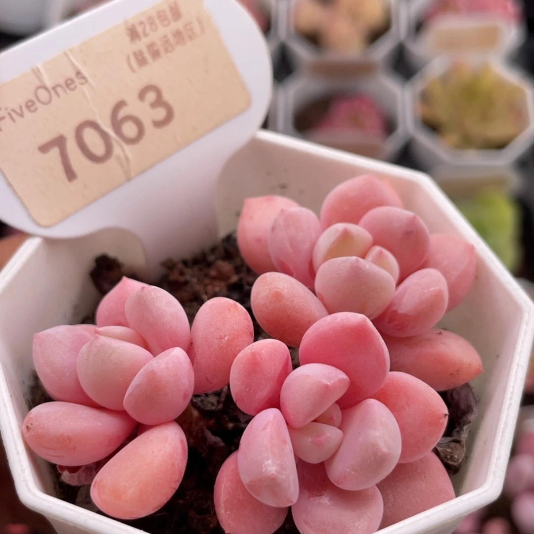 白鹭7063-6.0厘米