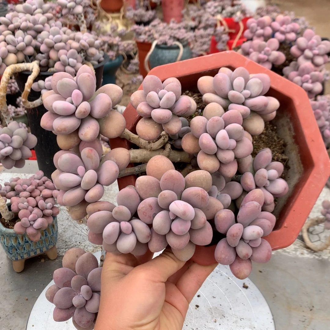 桃蛋老桩不带盆70号