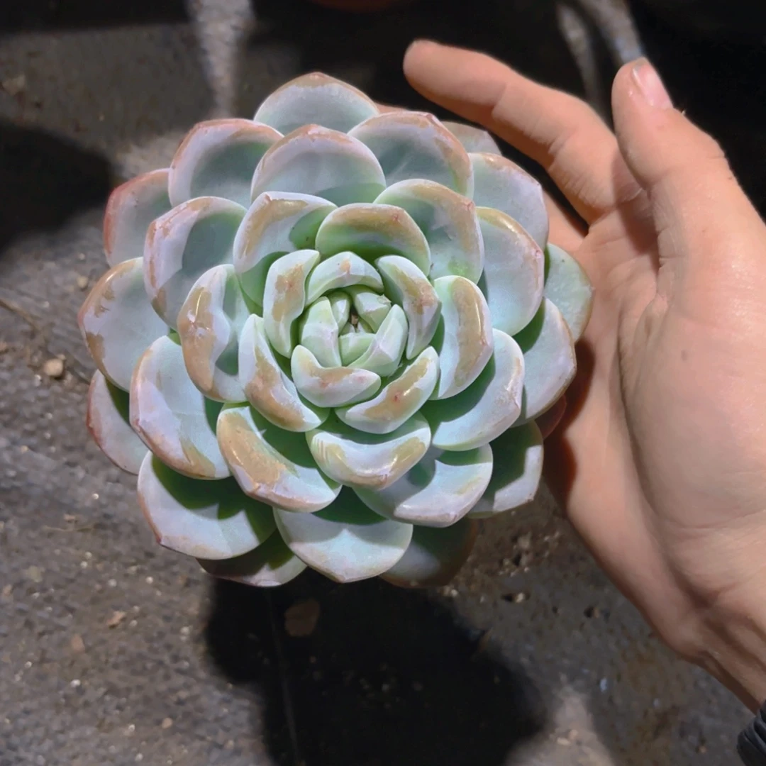 冰玉12cm新疆包邮