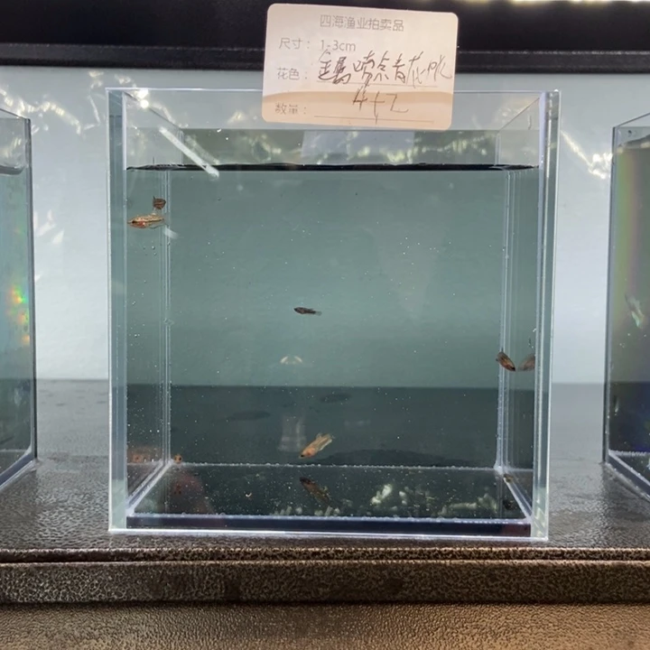 斗鱼包活不包损所见即所得427