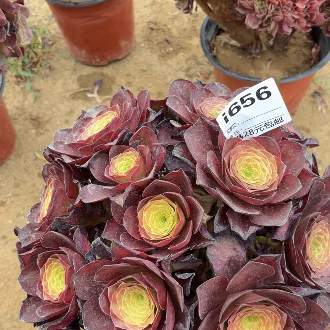 卫**期656魅金玫瑰多肉植物