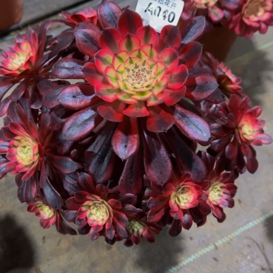 知***乐黑同白040000发师锦