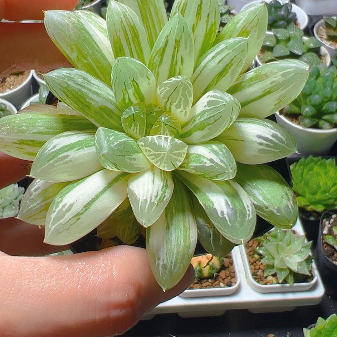 6433多肉植物一颗多肉