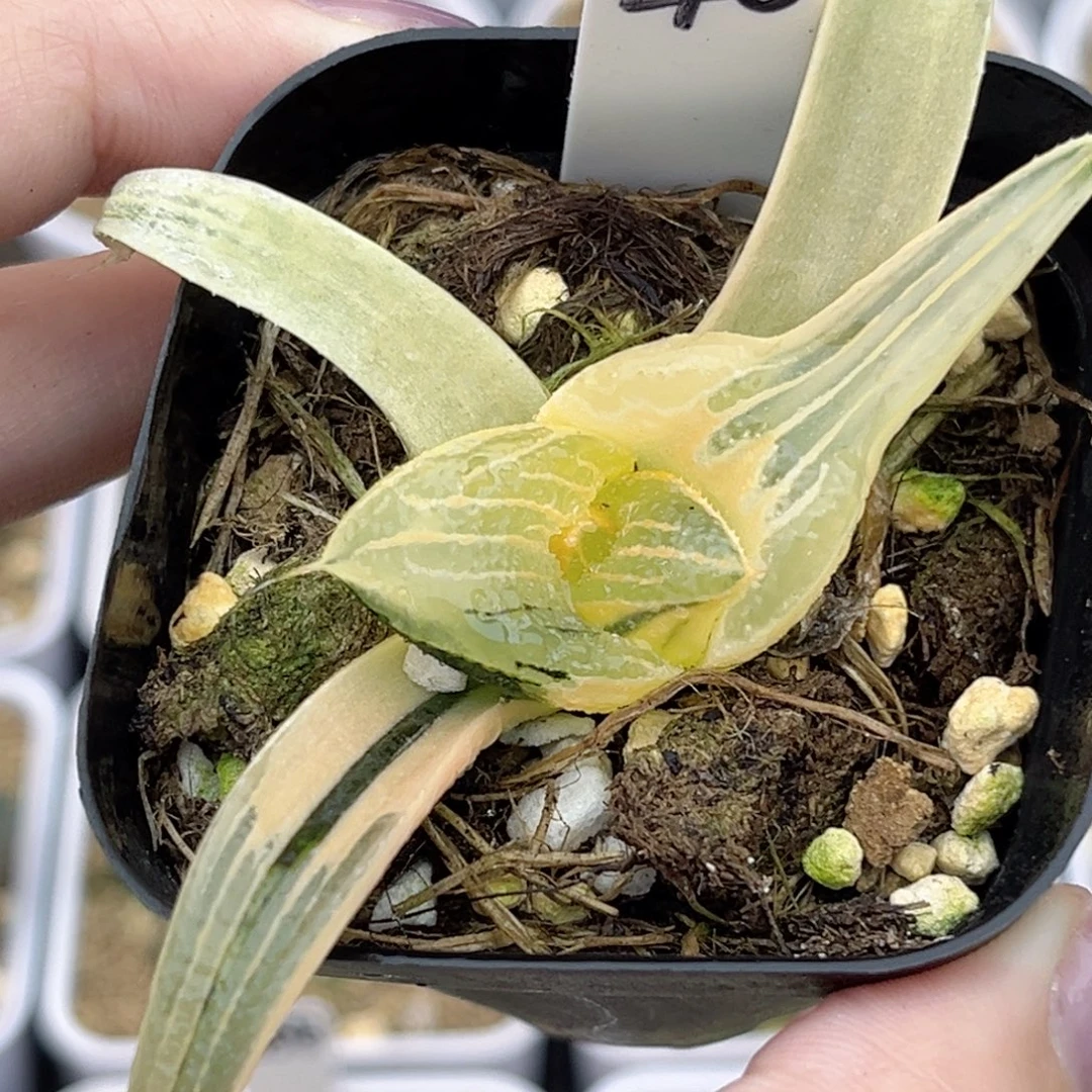 40糊斑茜云芭提雅锦福利专场