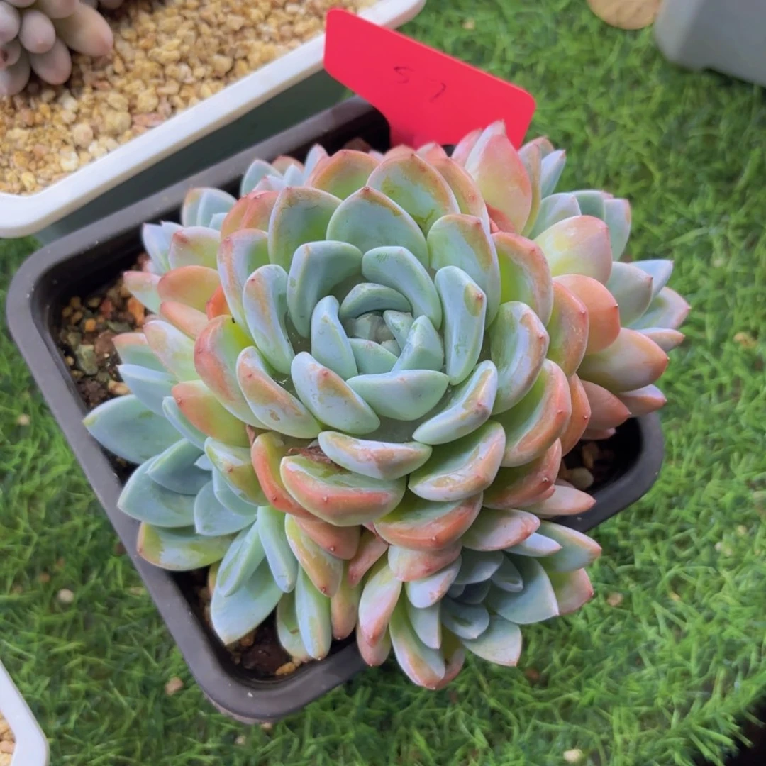 ぃ**凉我的小可爱们都好可爱