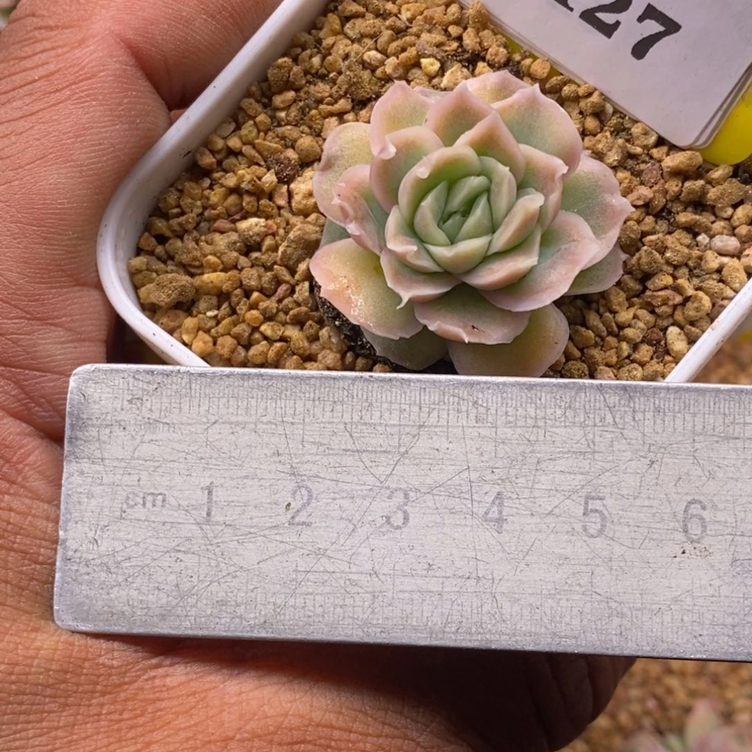 5127水晶虾饺福利多肉植物