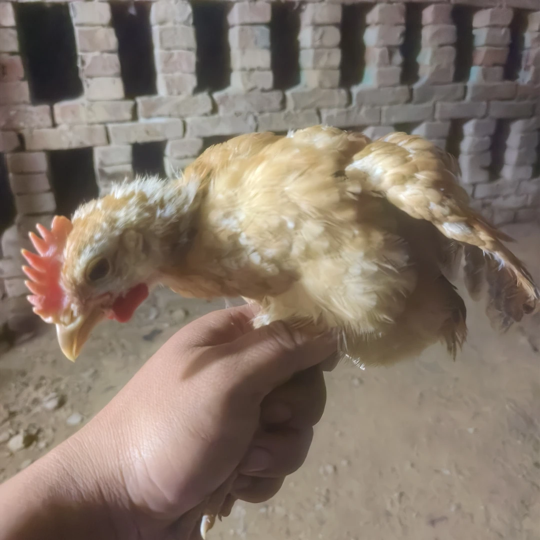 （新品福利）宠物鸡K9公鸡一斤左右活体发货