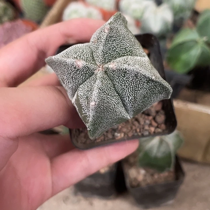 当前无花栽培后可以开花四角白仙人球开花植物