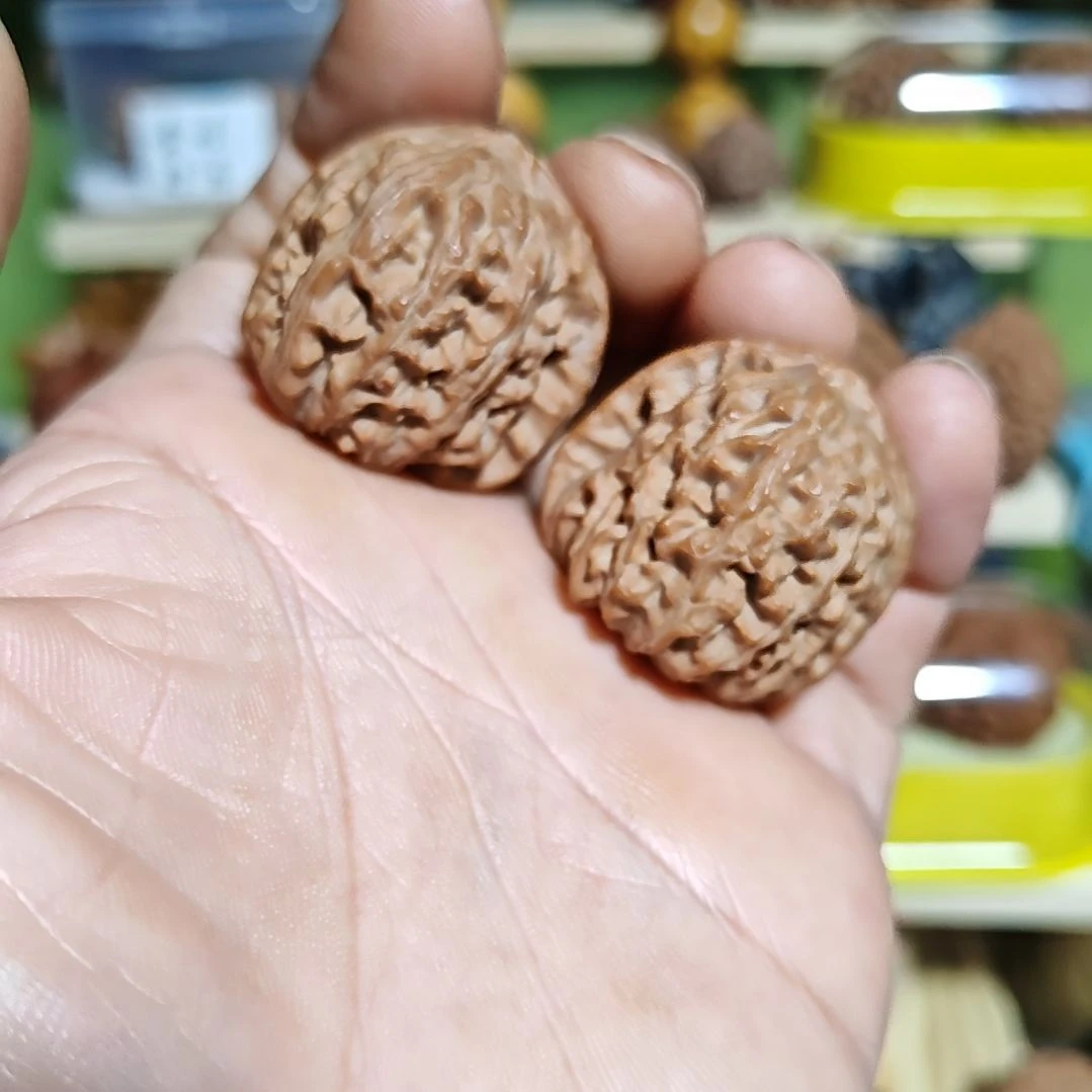 34加尺寸，三角白狮子头