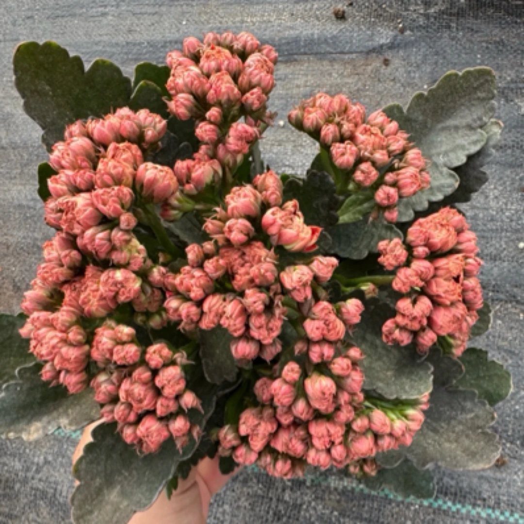 【22-29】年宵花 大花苞花期长 精品长寿花