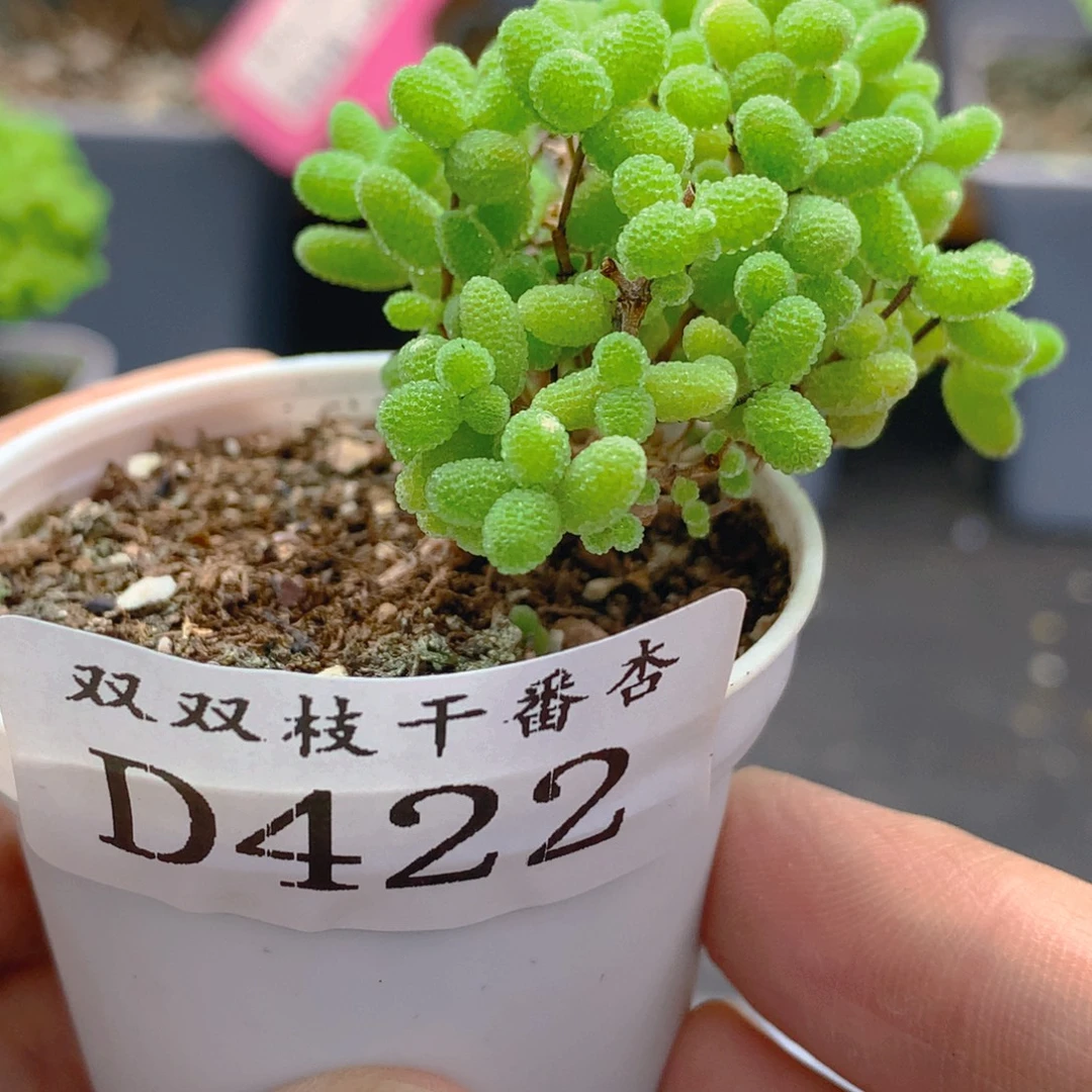 422蜜橘。