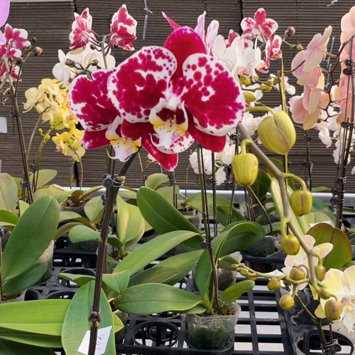 少量花朵（建议范围：2朵-5朵 或40%以下）