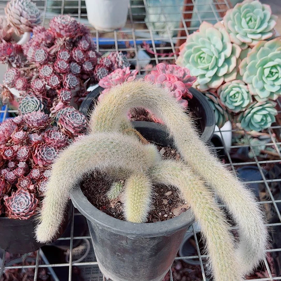 九尾狐多尾精品特价