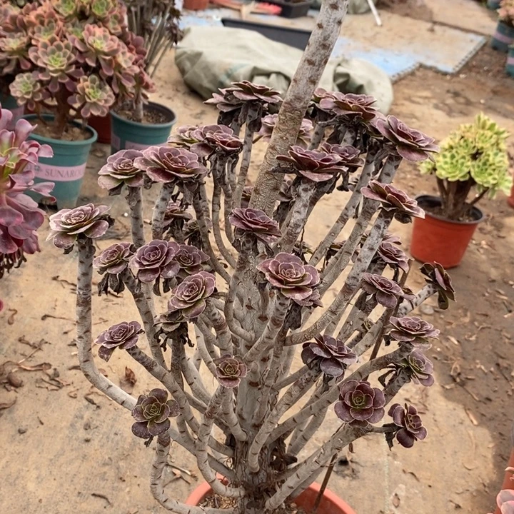 圆叶19多肉植物法师法师
