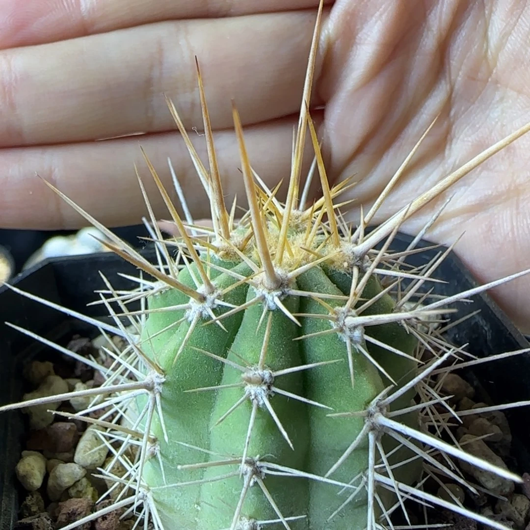 023实生锦鸡龙多肉