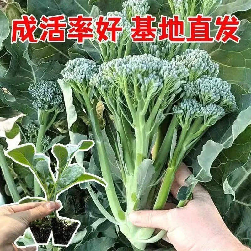 正宗西兰苔苗秧苗西蓝花芥蓝苗西洋芥兰苗四季菜园庭院秋冬季种植