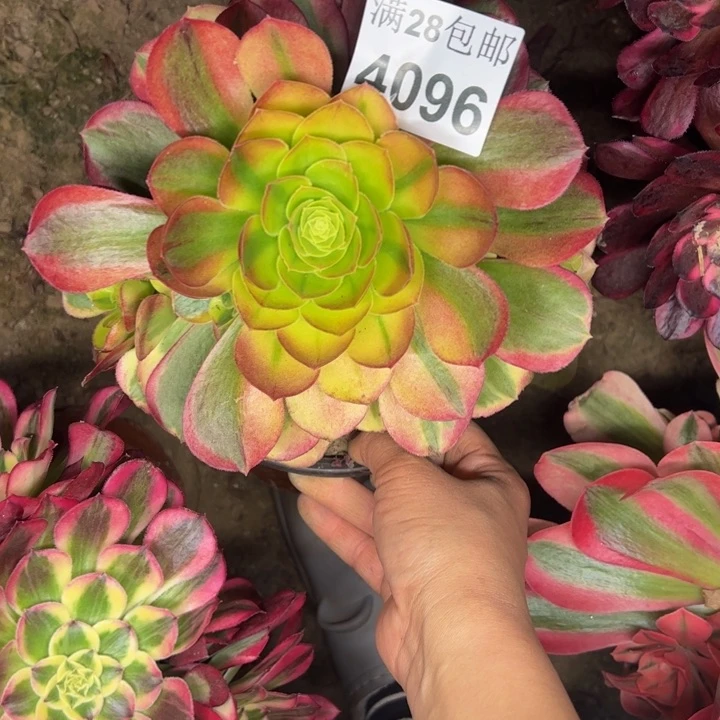 4096奶白多肉植物