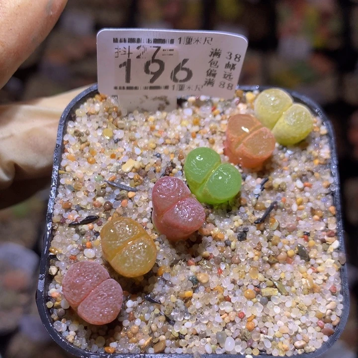 精品生石花27.196