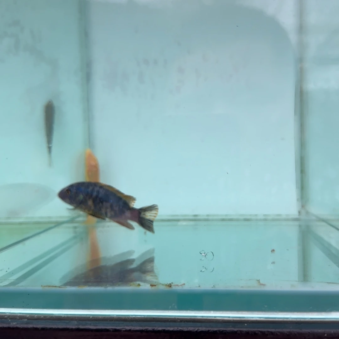 安***1慈鲷那坎mc1532###