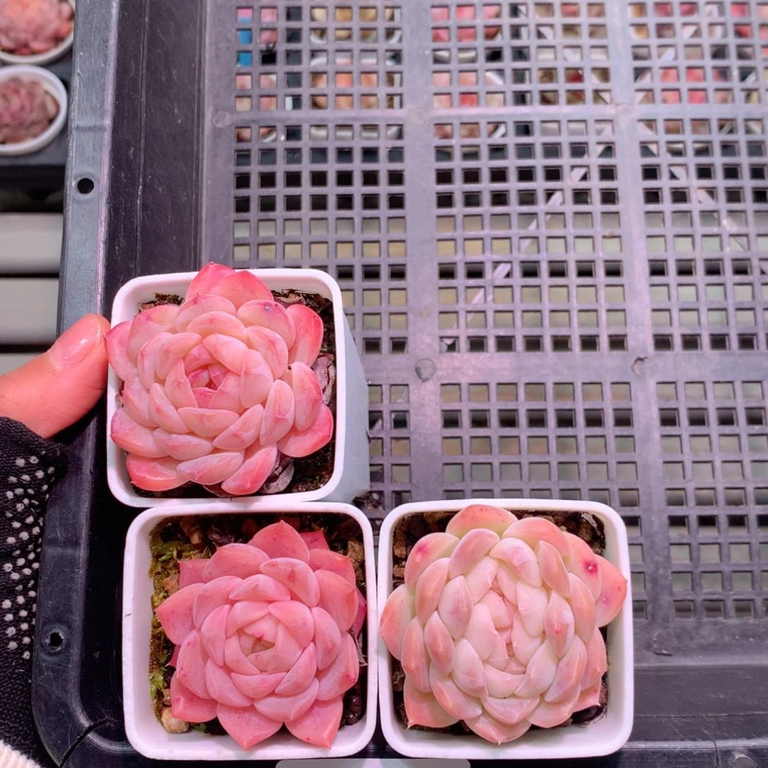 千6-9 拼盘3颗含盆土