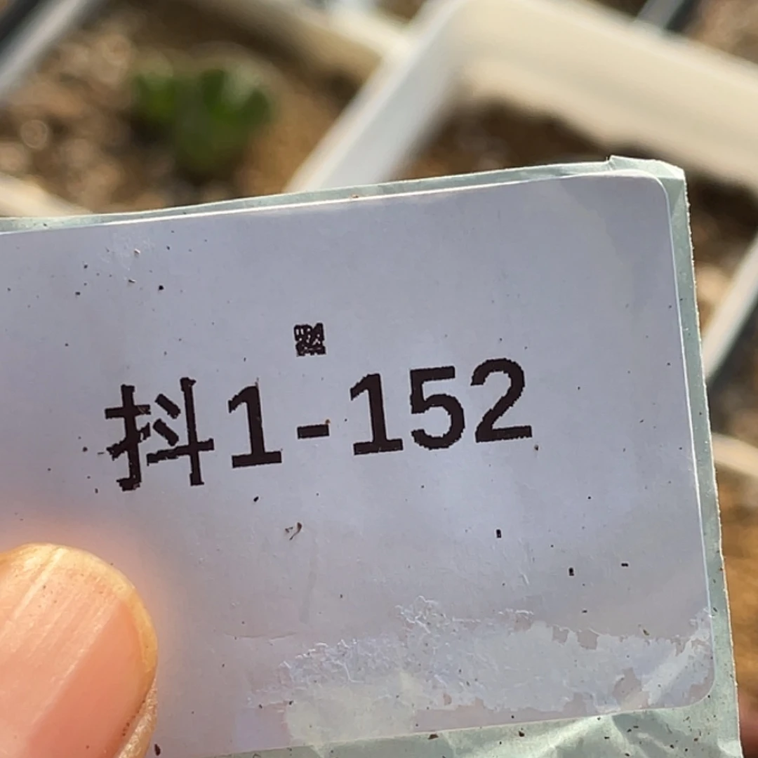 是***～1-152肉锥多肉植物
