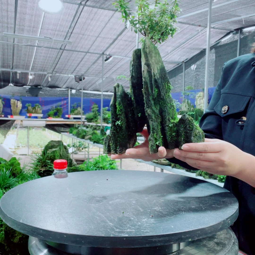 兵***哥当前无花栽培后可以开花