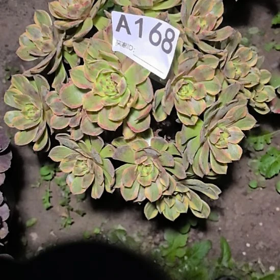 168万家丽法师花花外卖