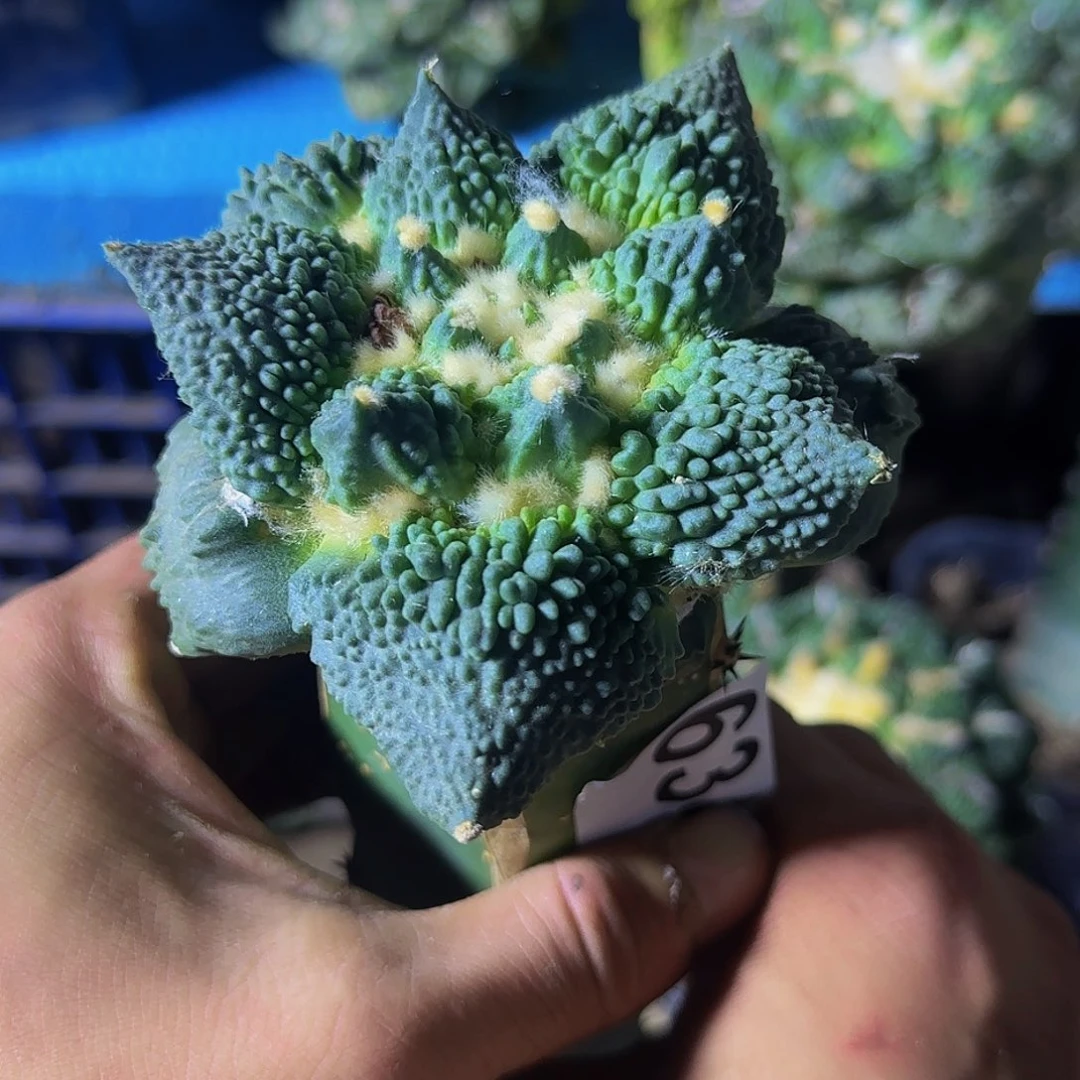 不***理怒涛634仙人球开花