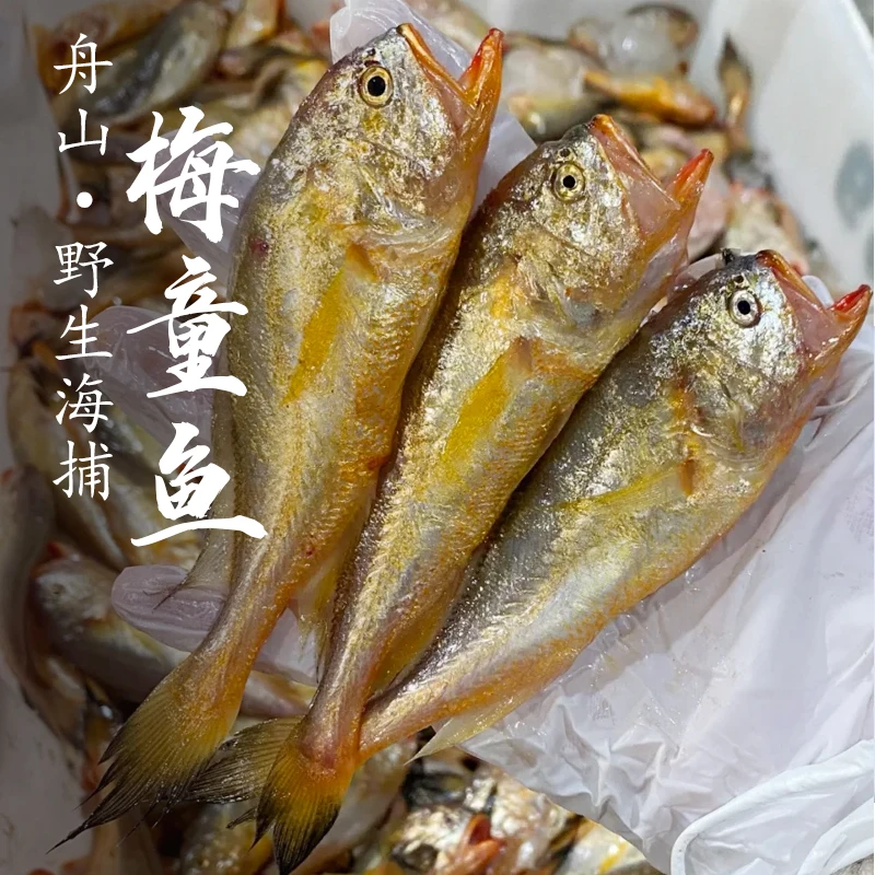 舟山野生梅童鱼非养殖海捕新鲜海鲜水产深海
