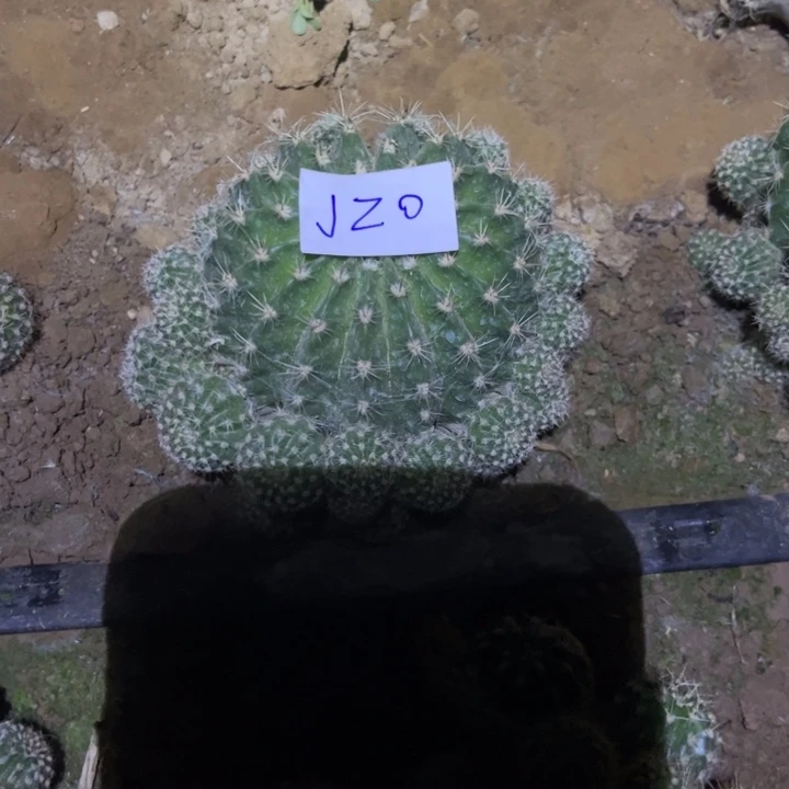 长****?J20彩草一颗20三号棚