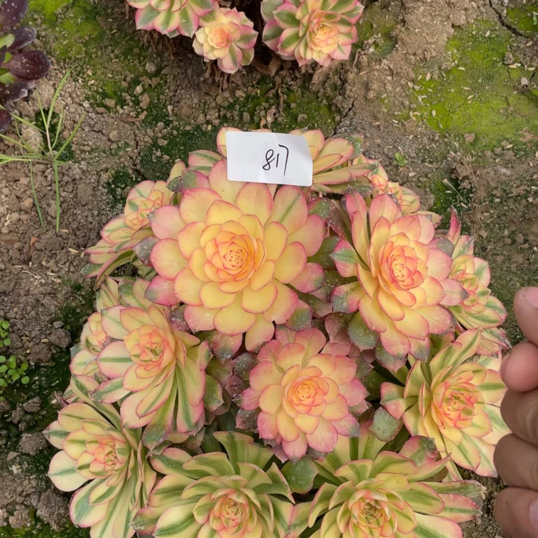 老五多肉817111111