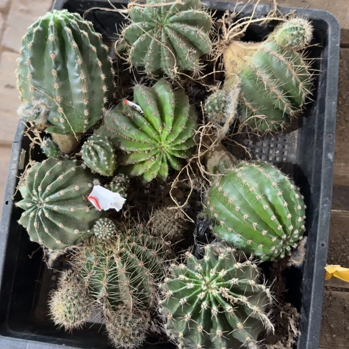 316彩草8公分左右斑，20包邮一个
