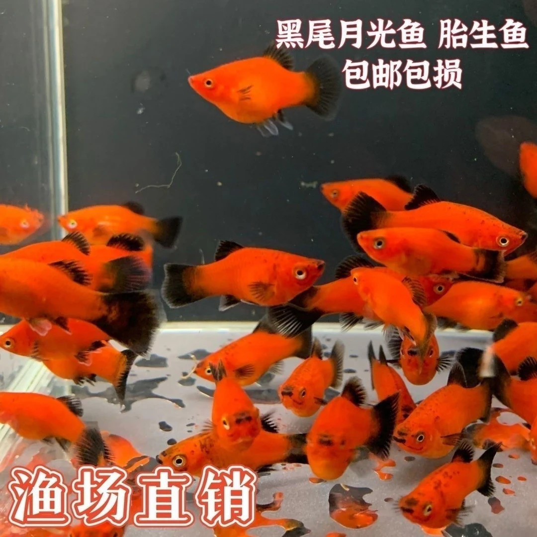 精品熊猫鱼好看好养胎生鱼混养观赏鱼玛丽球