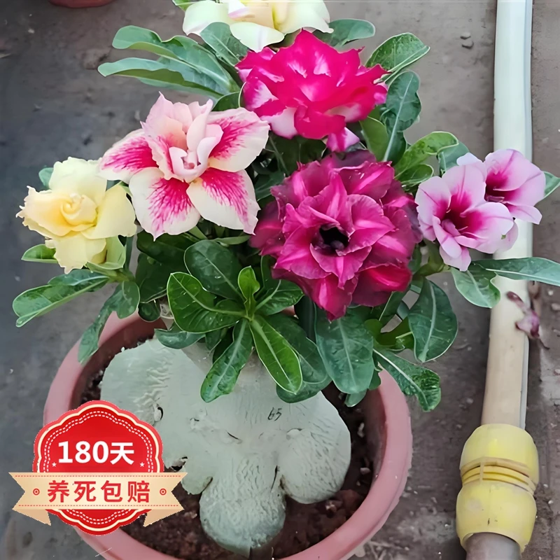 【品春来】特大老桩沙漠玫瑰花苗带盆土发四季开花盆栽绿植室内花卉