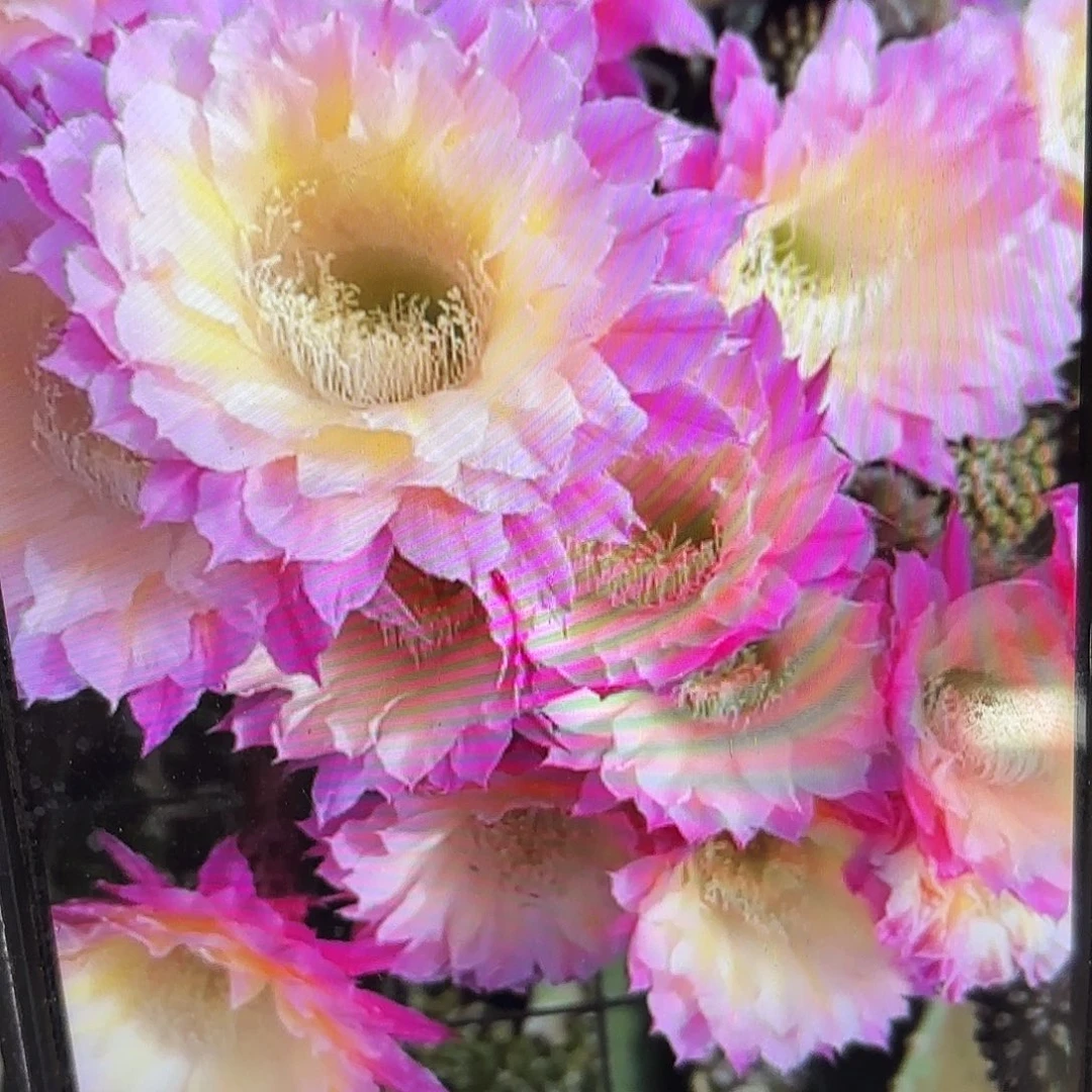 马丙彩侧牙20包邮仙人球24