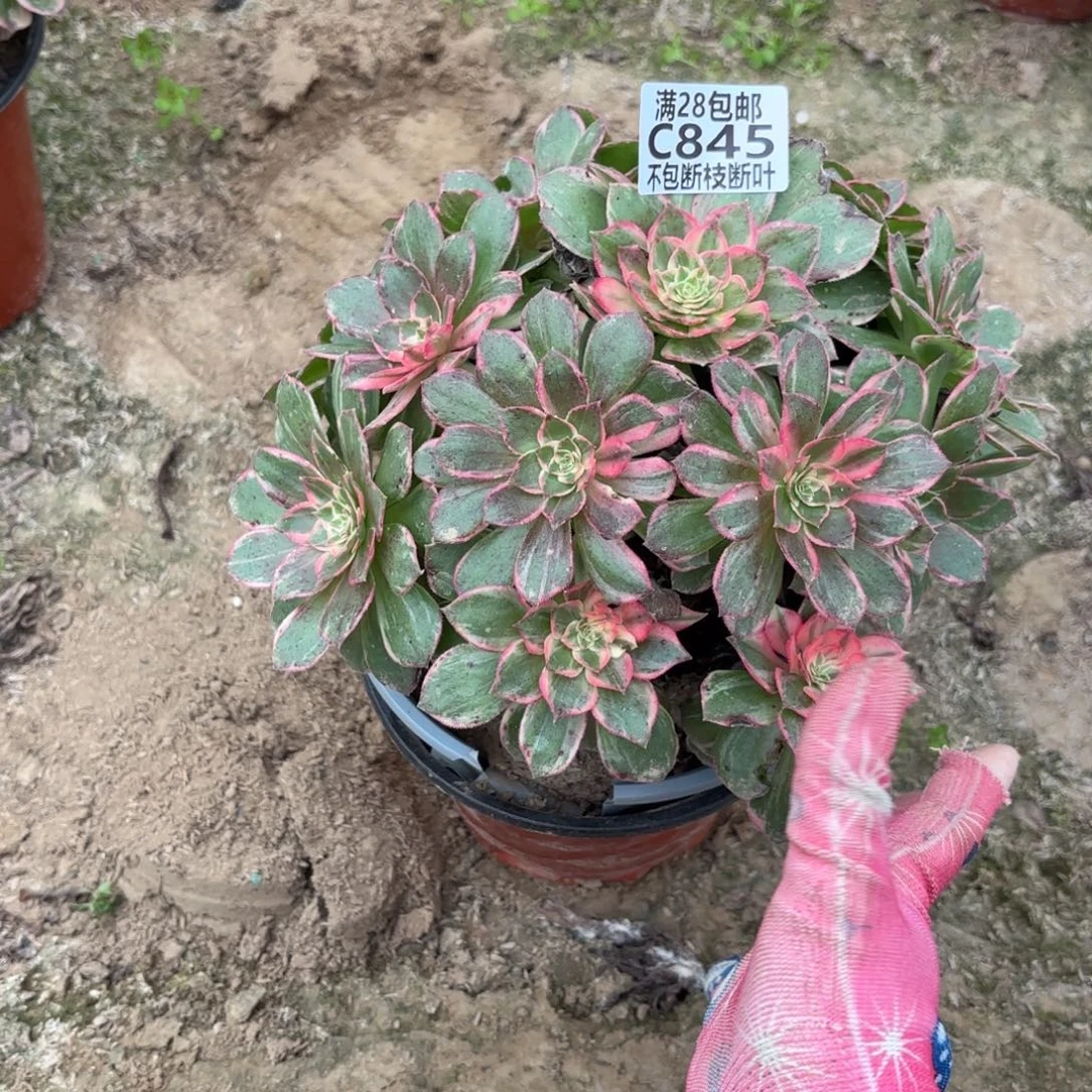 刘***元N 845万花筒多肉？cad