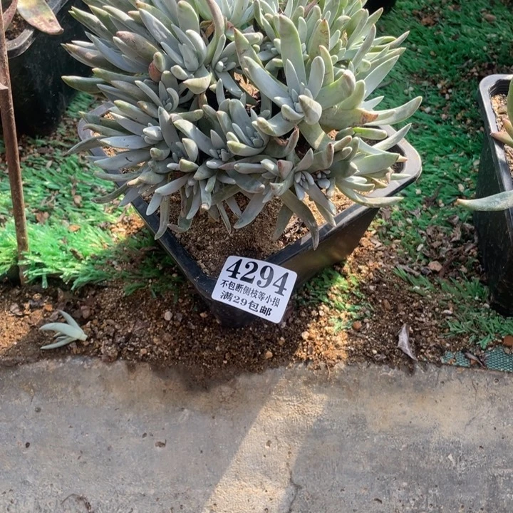 294号奥罗拉多肉植物