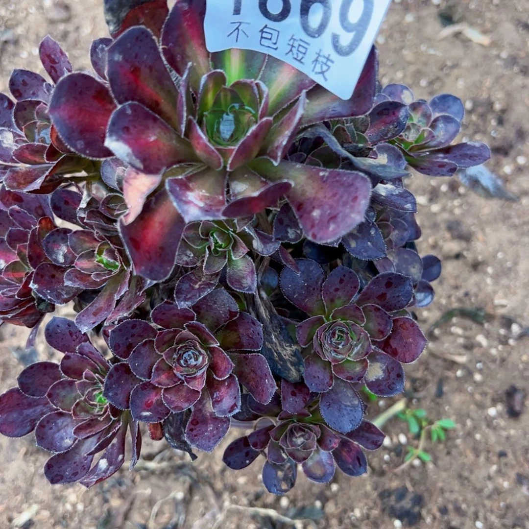 晚霞多肉植物1869法师