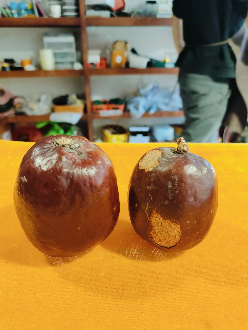 白玉菩提新到大果···数量不多